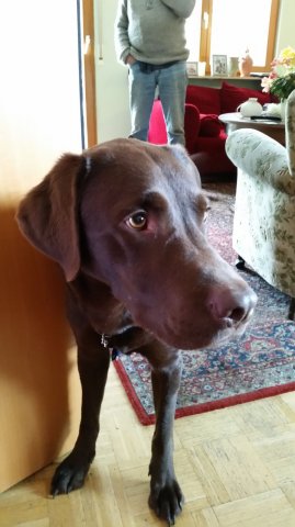 alle_hundefotos