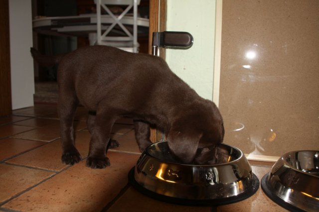 alle_hundefotos