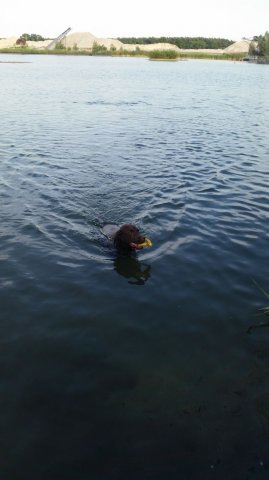 alle_hundefotos