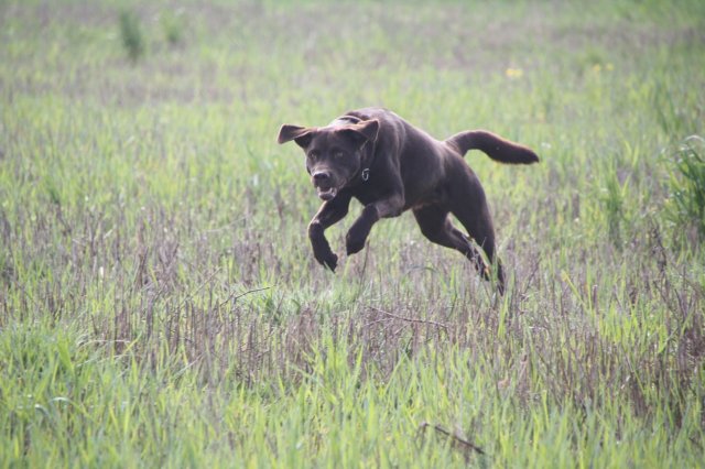 alle_hundefotos