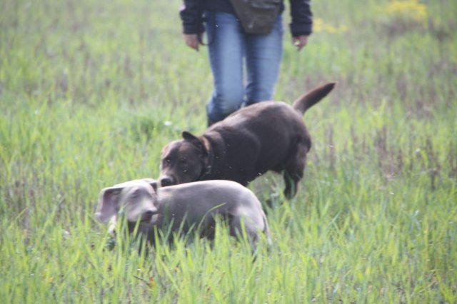 alle_hundefotos