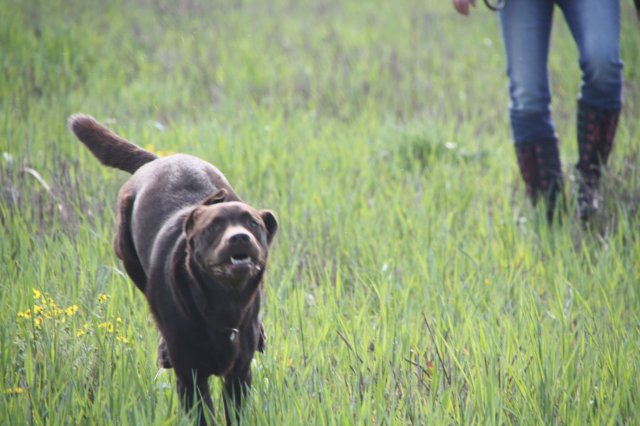 alle_hundefotos
