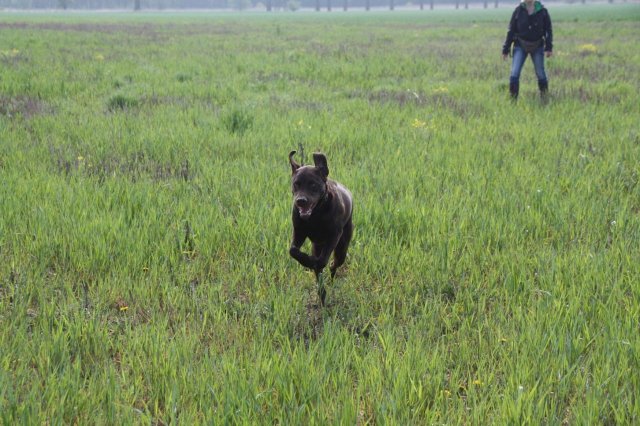 alle_hundefotos