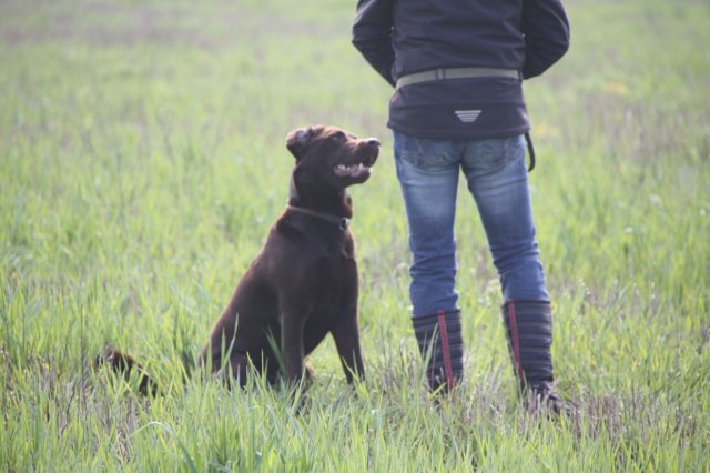 alle_hundefotos