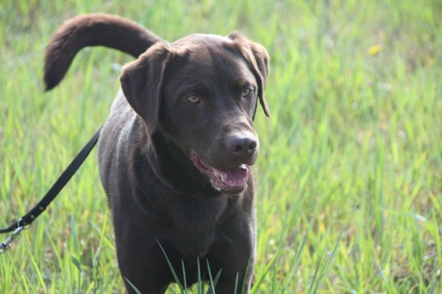alle_hundefotos