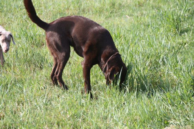 alle_hundefotos