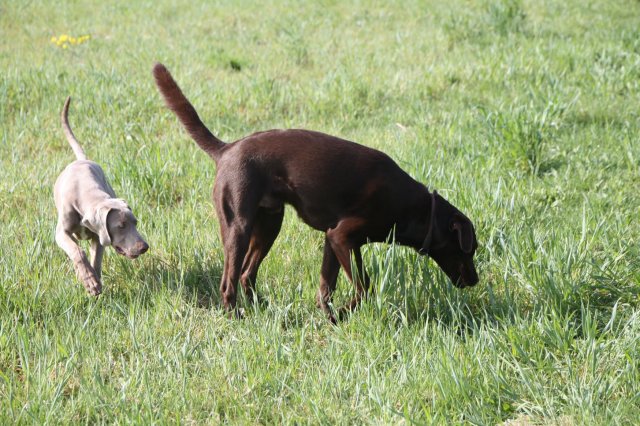 alle_hundefotos