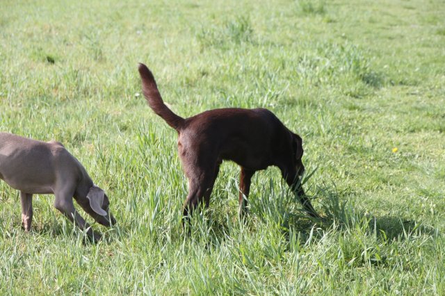 alle_hundefotos