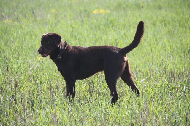 alle_hundefotos