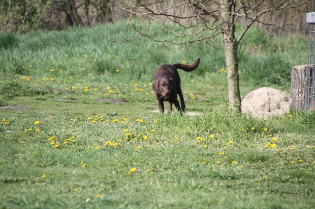 alle_hundefotos