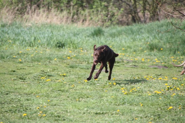 alle_hundefotos