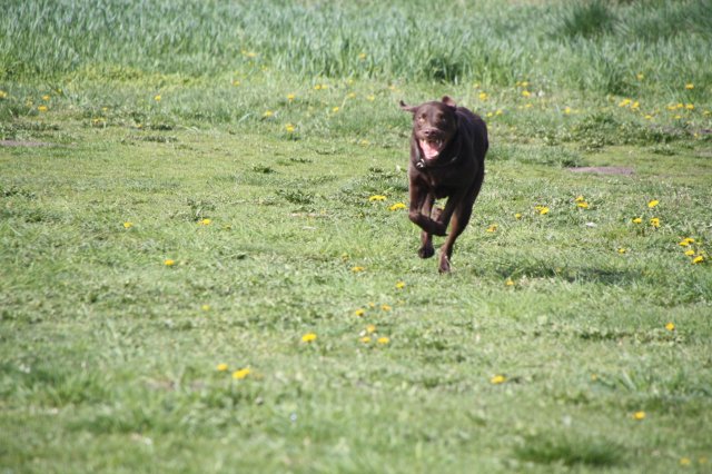 alle_hundefotos