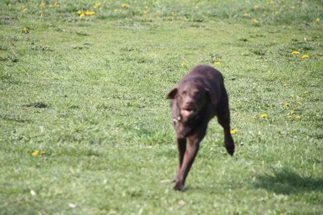 alle_hundefotos