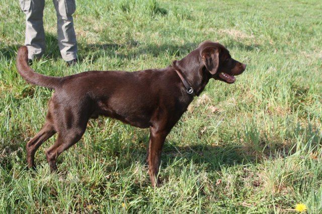 alle_hundefotos