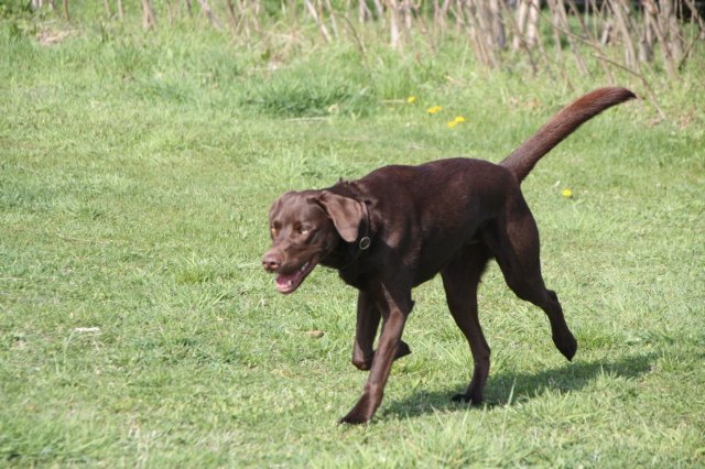 alle_hundefotos