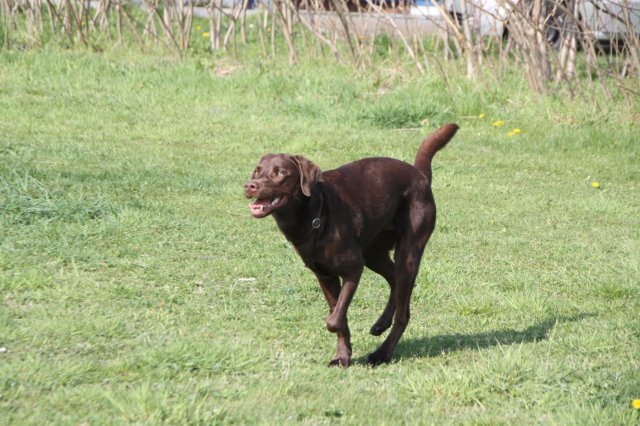 alle_hundefotos