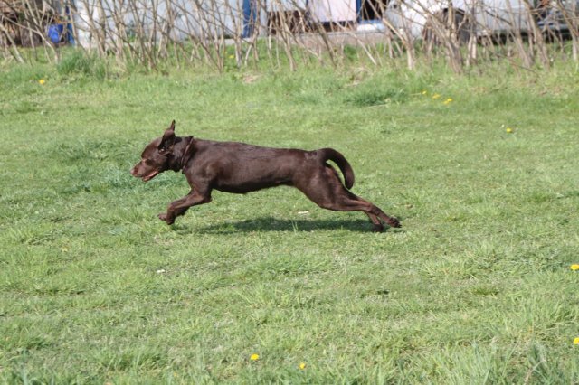 alle_hundefotos