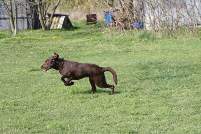 alle_hundefotos