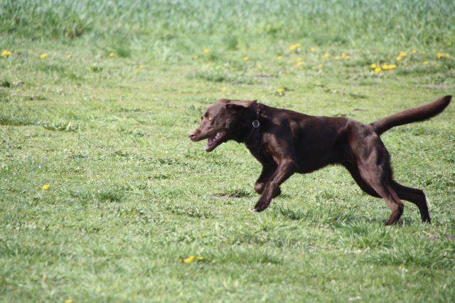 alle_hundefotos