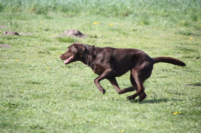 alle_hundefotos