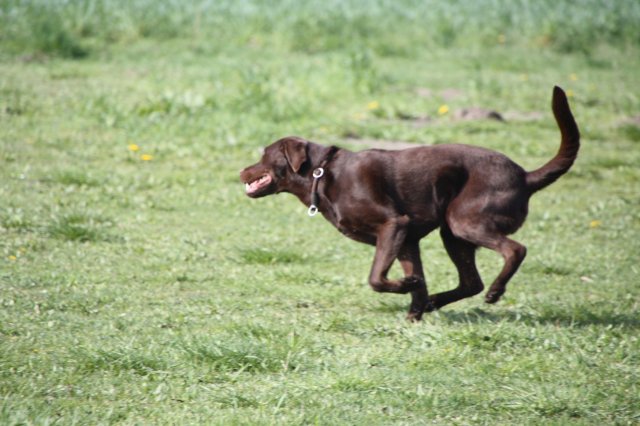 alle_hundefotos