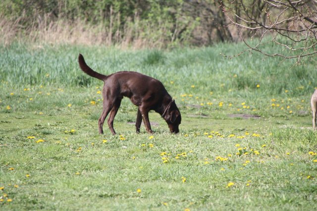 alle_hundefotos