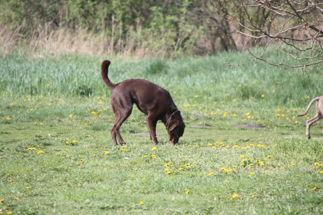 alle_hundefotos