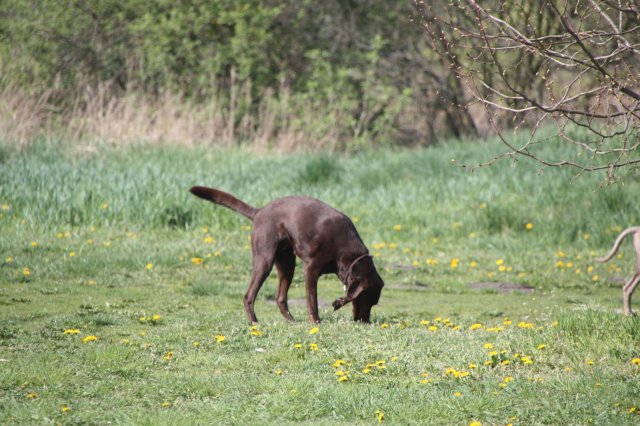 alle_hundefotos