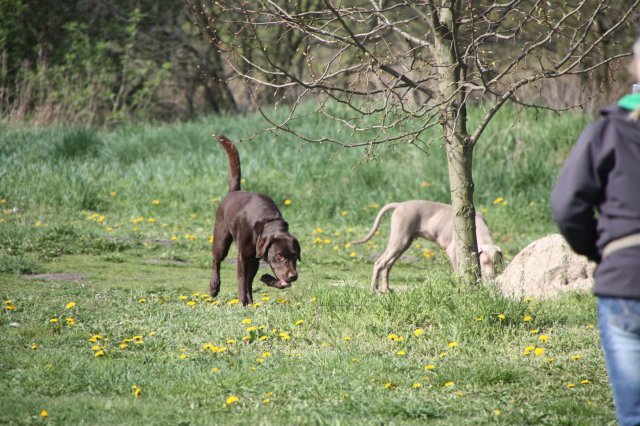 alle_hundefotos