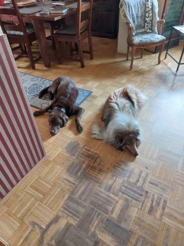 alle_hundefotos