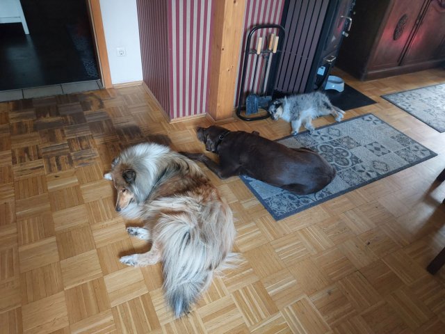 alle_hundefotos