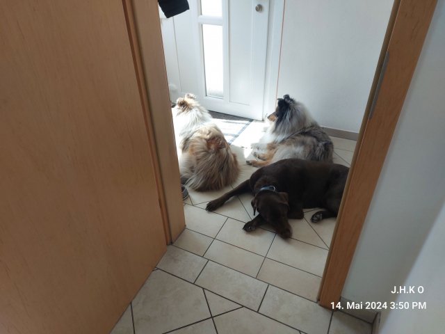 alle_hundefotos