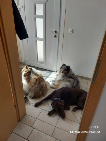 alle_hundefotos