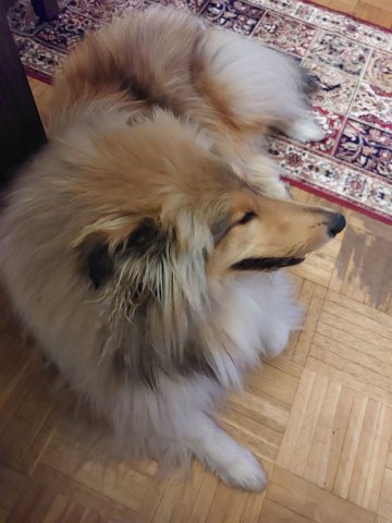 alle_hundefotos