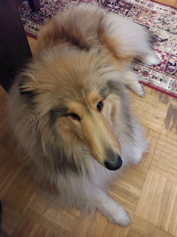 alle_hundefotos