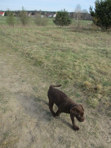 alle_hundefotos