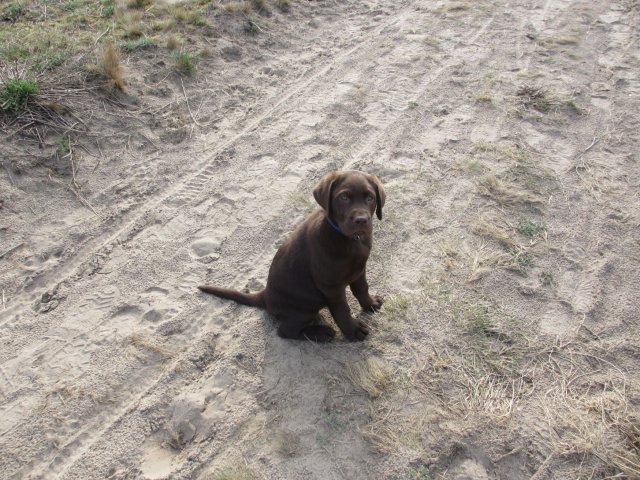 alle_hundefotos