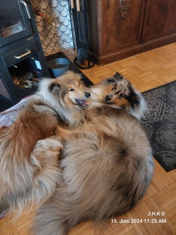 alle_hundefotos