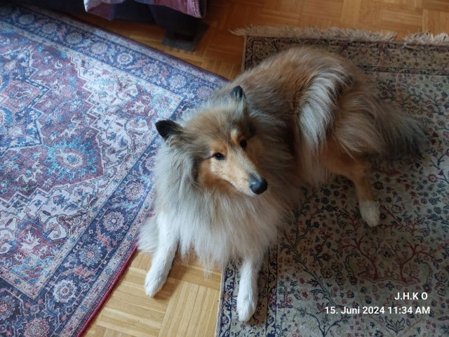 alle_hundefotos