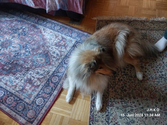 alle_hundefotos