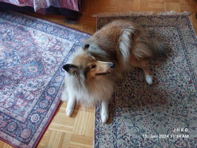 alle_hundefotos