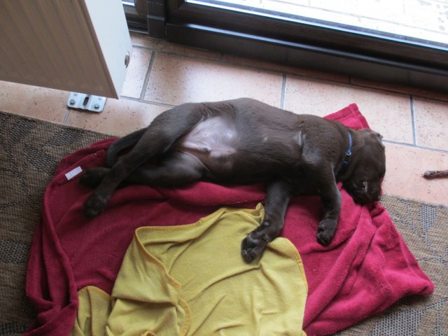 alle_hundefotos