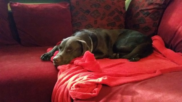 alle_hundefotos