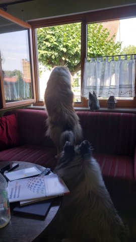 alle_hundefotos
