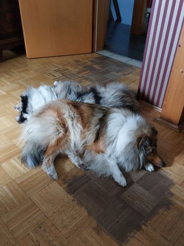 alle_hundefotos