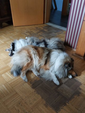alle_hundefotos