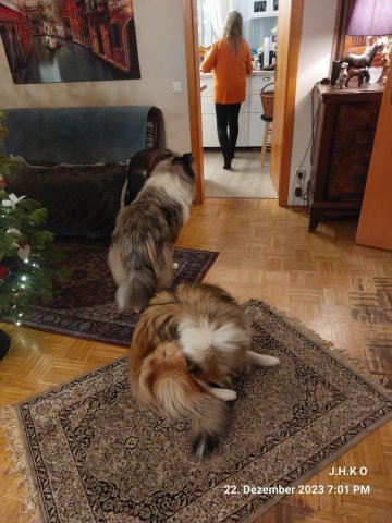 alle_hundefotos