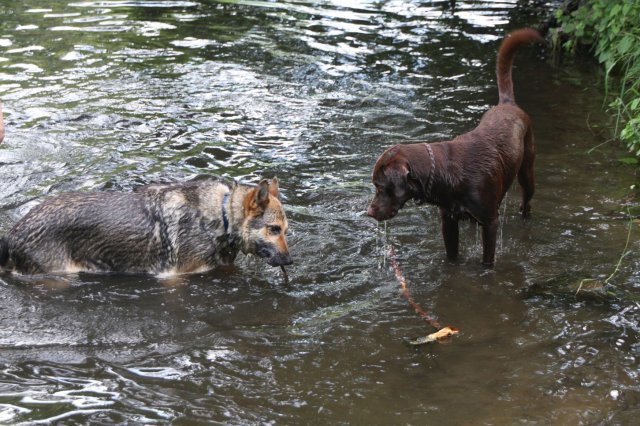 alle_hundefotos