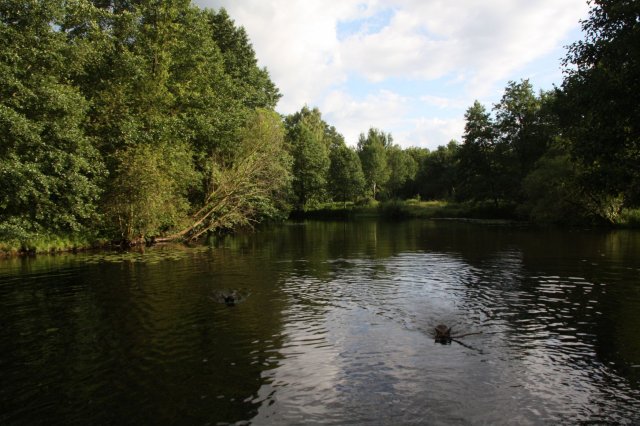 alle_hundefotos