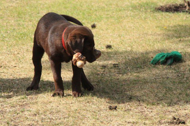 alle_hundefotos
